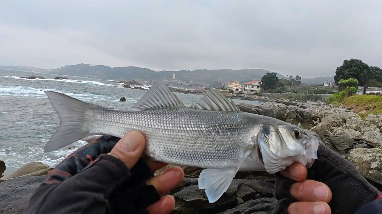 Pesca spinning por las Rias Baixas.