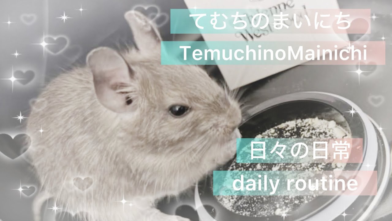 daily routine 〜日々の日常〜