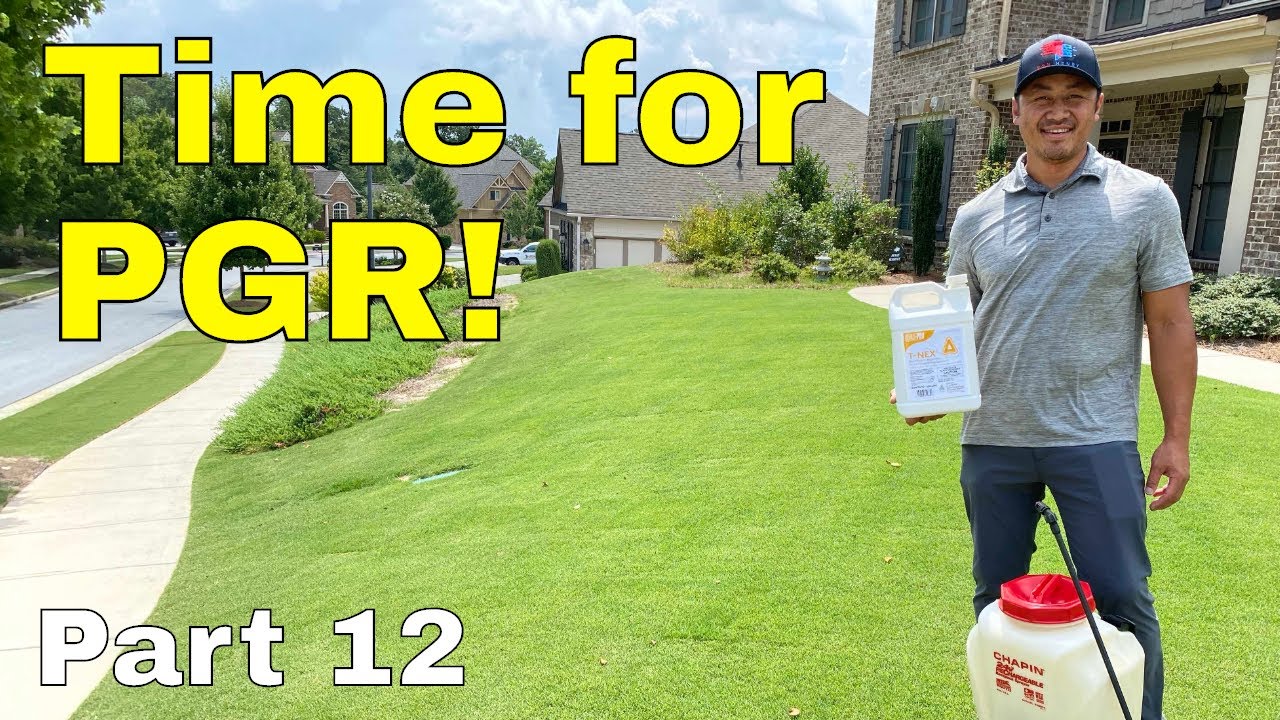 [PLANT GROWTH REGULATOR] How to [FIX an UGLY LAWN] | Golf Course Lawn RENOVATION