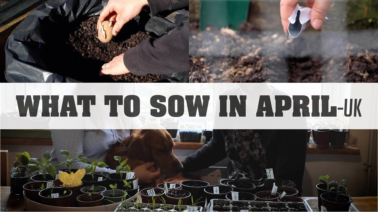 What can i sow in April? | UK | What to plant in April