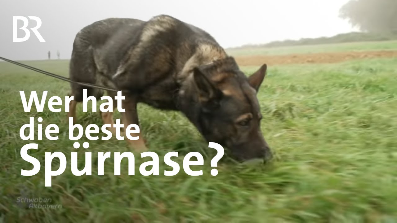 Immer der Nase nach: Fährtenhundemeisterschaft in Friedberg | Suchhunde | Schwaben & Altbayern | BR