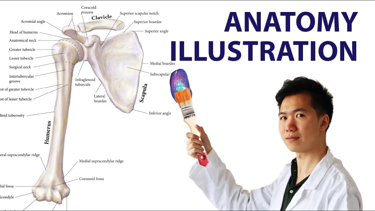 I Drew a Bone Anatomy Illustration like Netter Atlas of Human Anatomy | Medical Illustration