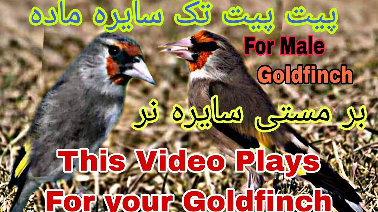Female Goldfinch Singing Male Himalayan Finch Sound Training Goldfinch Finch for Rolling time Sining
