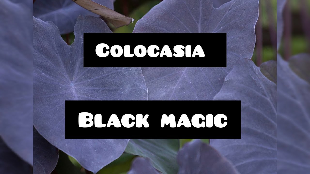 colocasia black magic✨️ | planta fascinante |cuidados