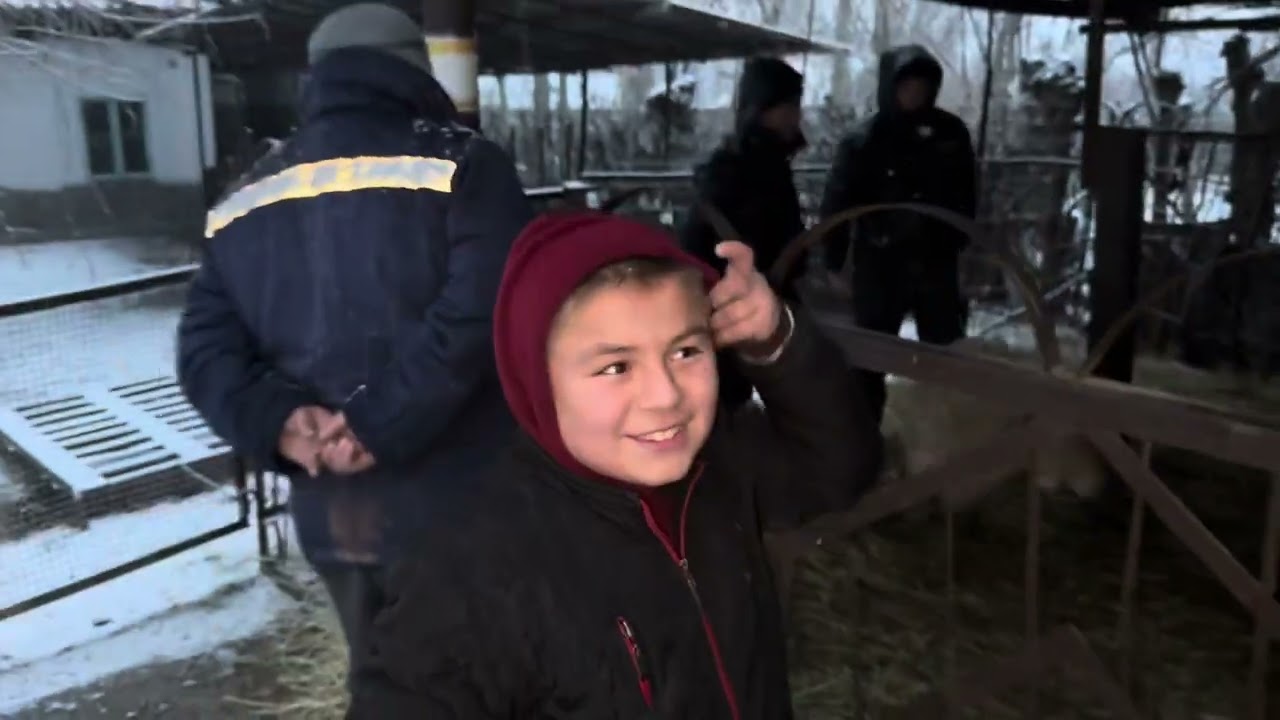 Angren mol bozori qoylar qatori 22.01.26 fermeruz #fermeruz #qochqorlar #qoybozor 