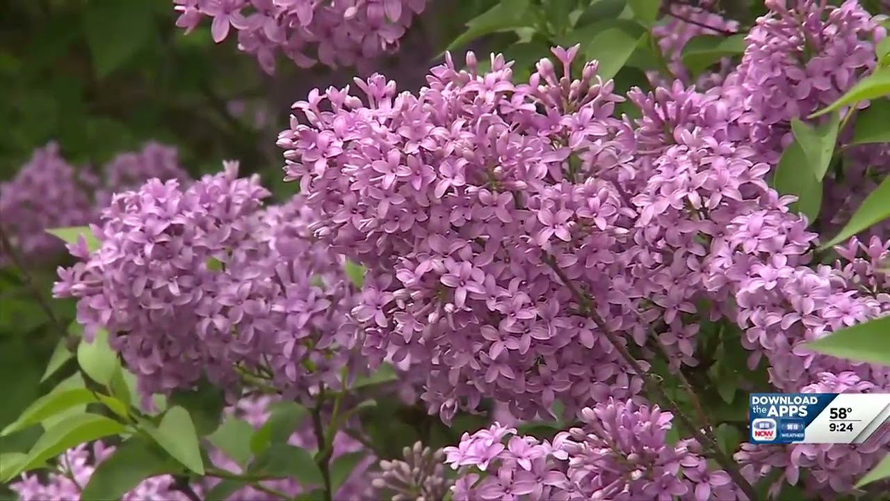 Early Lilac blooming in Nebraska with Kim Todd, Extension specialist