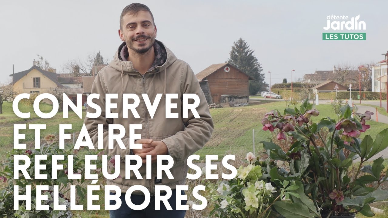 Conserver et faire refleurir ses hellébores