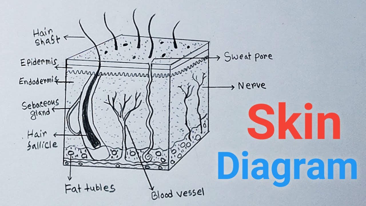 How To Draw Skin - Very Simple / Human Skin Diagram Easily Step By Step