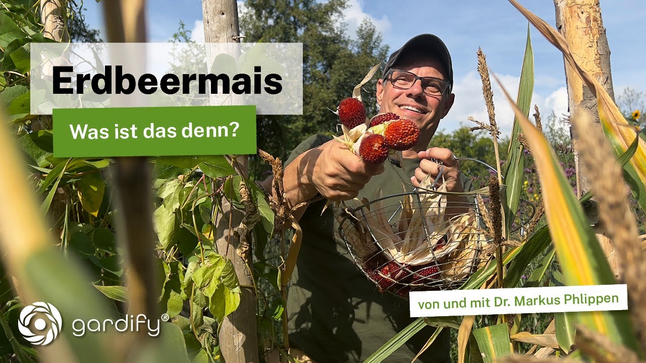 Erdbeermais: Anbau, Ernte & Popcorn – Caros und Markus Tipps für deinen Garten!