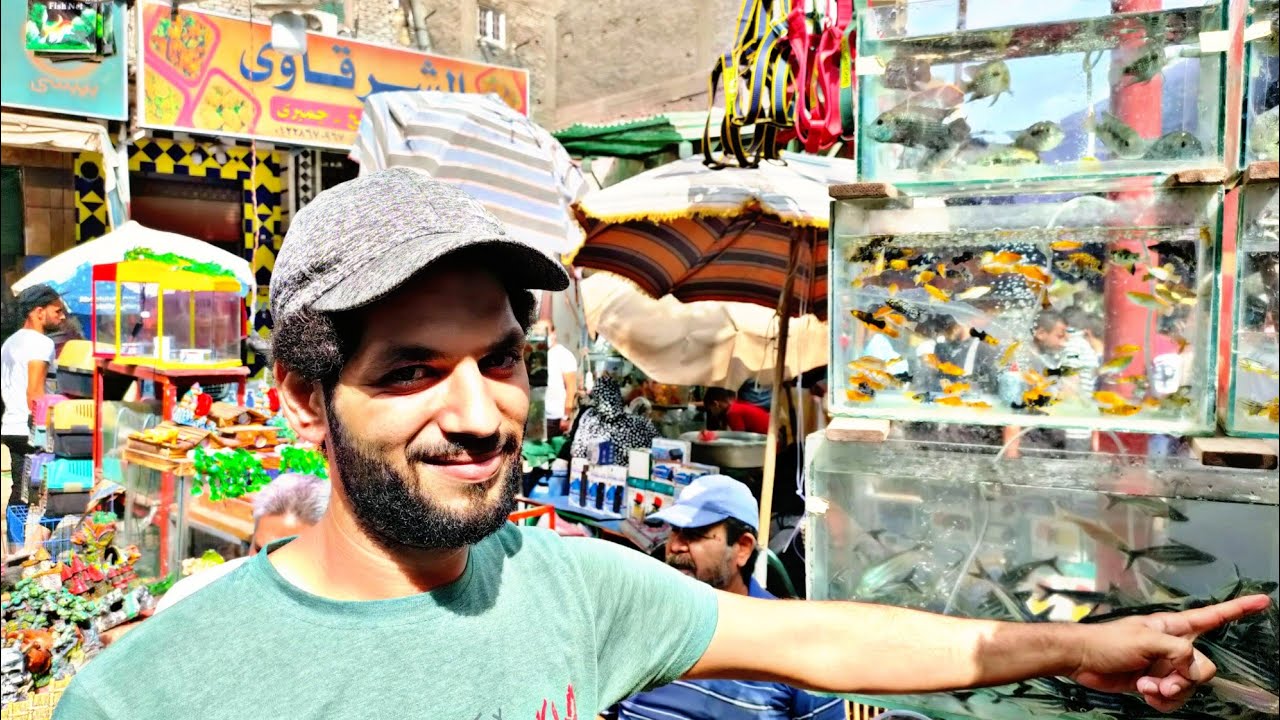 سوق الجمعه بالسيدة عائشة بالاسعار اسماك الزينه اكبر تشكيله اسماك الزينه (عاطف)