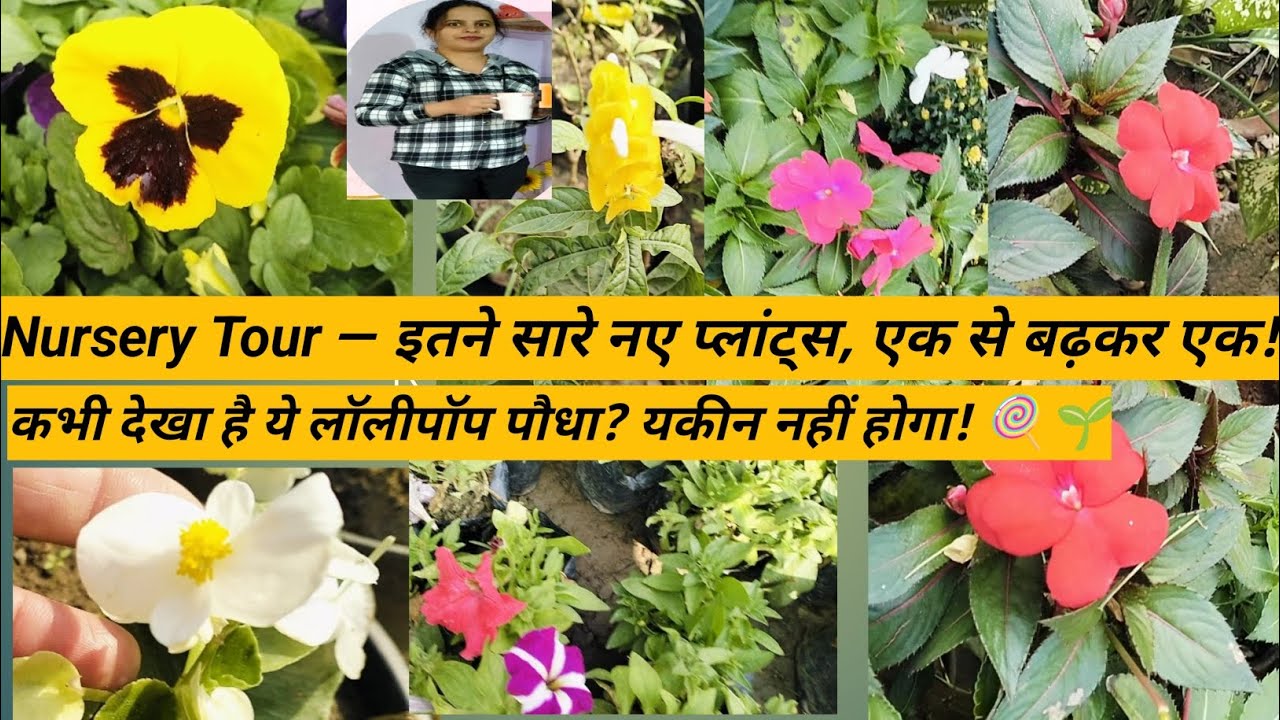 Nursery tour/ Local nursery tour /ludhiana nursery tour/Rare plants