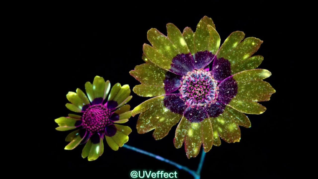 Flowers that change under ultraviolet light!!!