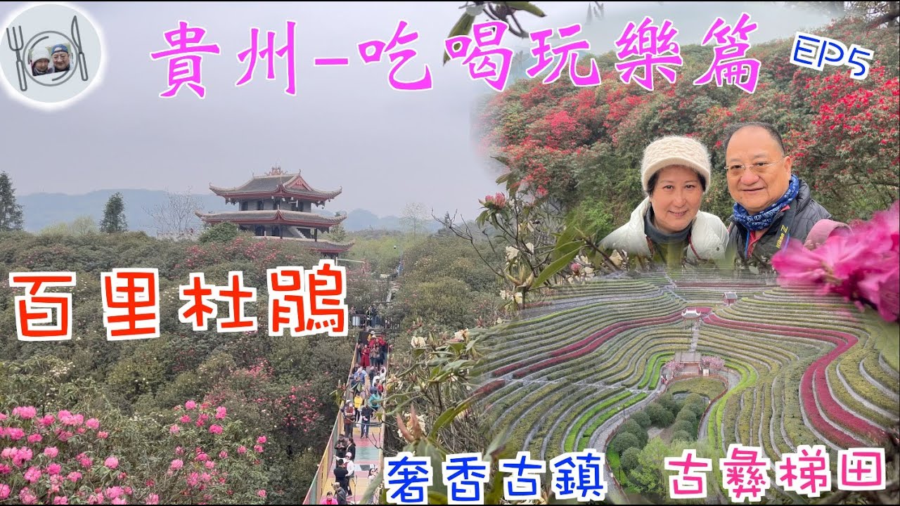 188. 貴州-吃喝玩樂篇-（EP5) ， #貴州 #百里杜鵑 欣賞遍山繽紛 #杜鵑花 #奢香古鎮 壯麗#古彝梯田