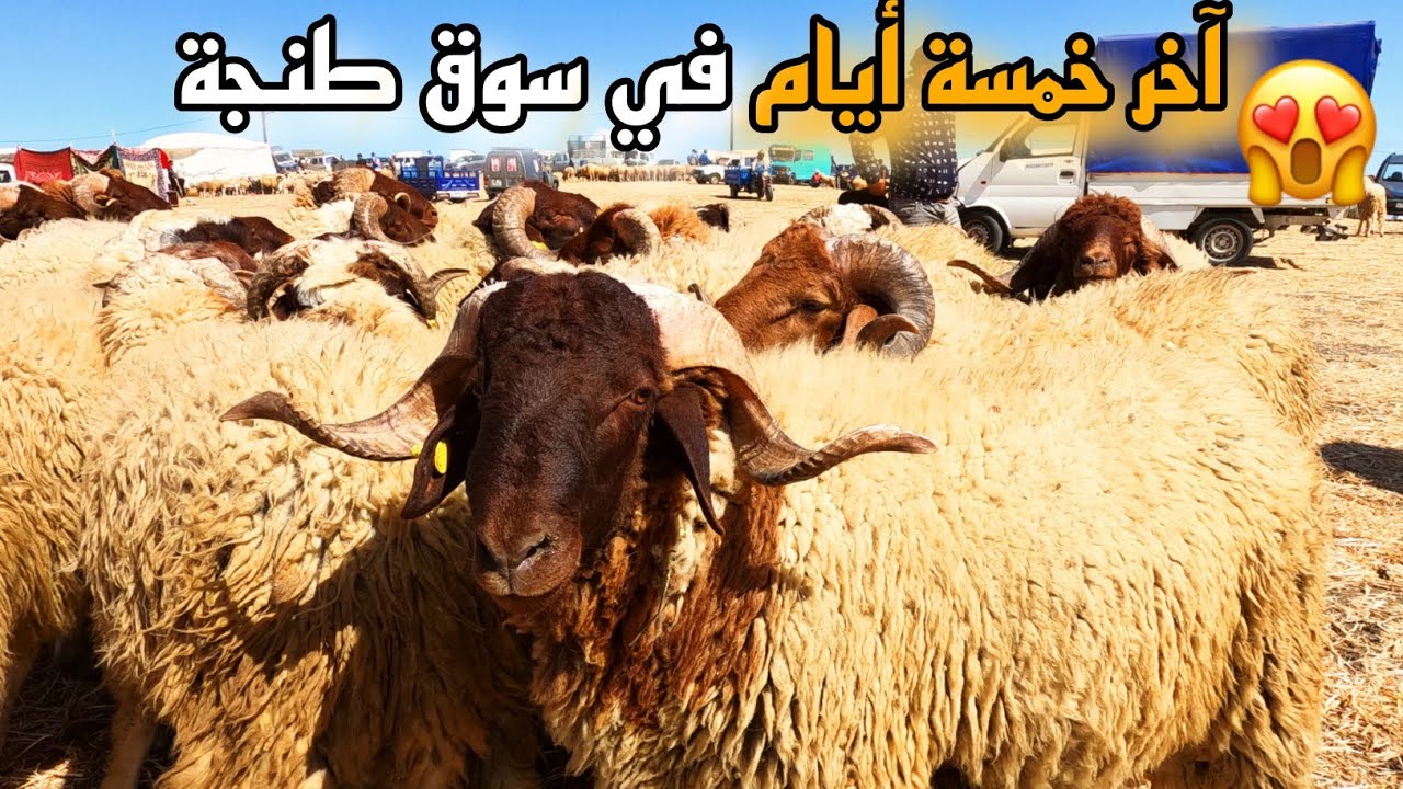 230 | 🔥آخر خمسة أيام في سوق الحولي طنجة🥰 أثمنة الحولي من سوق سيدي دريس طنجة بتاريخ 2024/06/10🤯
