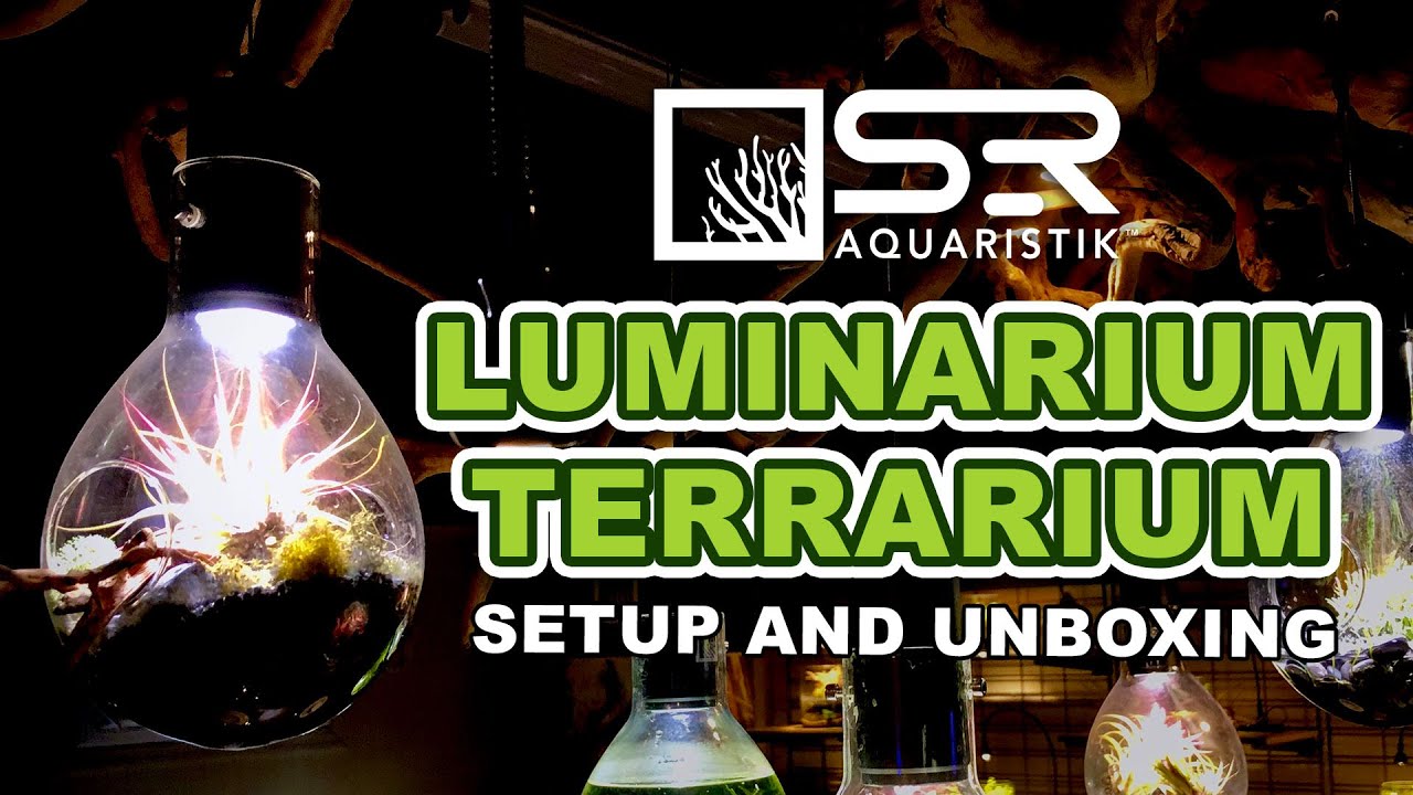 Luminarium Terrarium Setup & Unboxing
