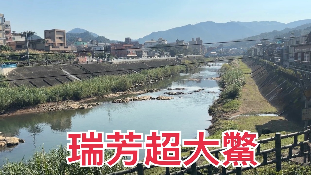 Creek fishing in Taiwan 沒想到基隆河釣魚竟然發現一隻巨大的野生鱉