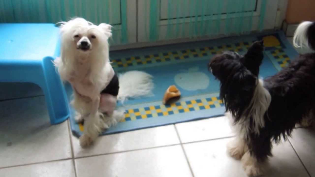 Chien chinois à crête - Hakan parle encore !