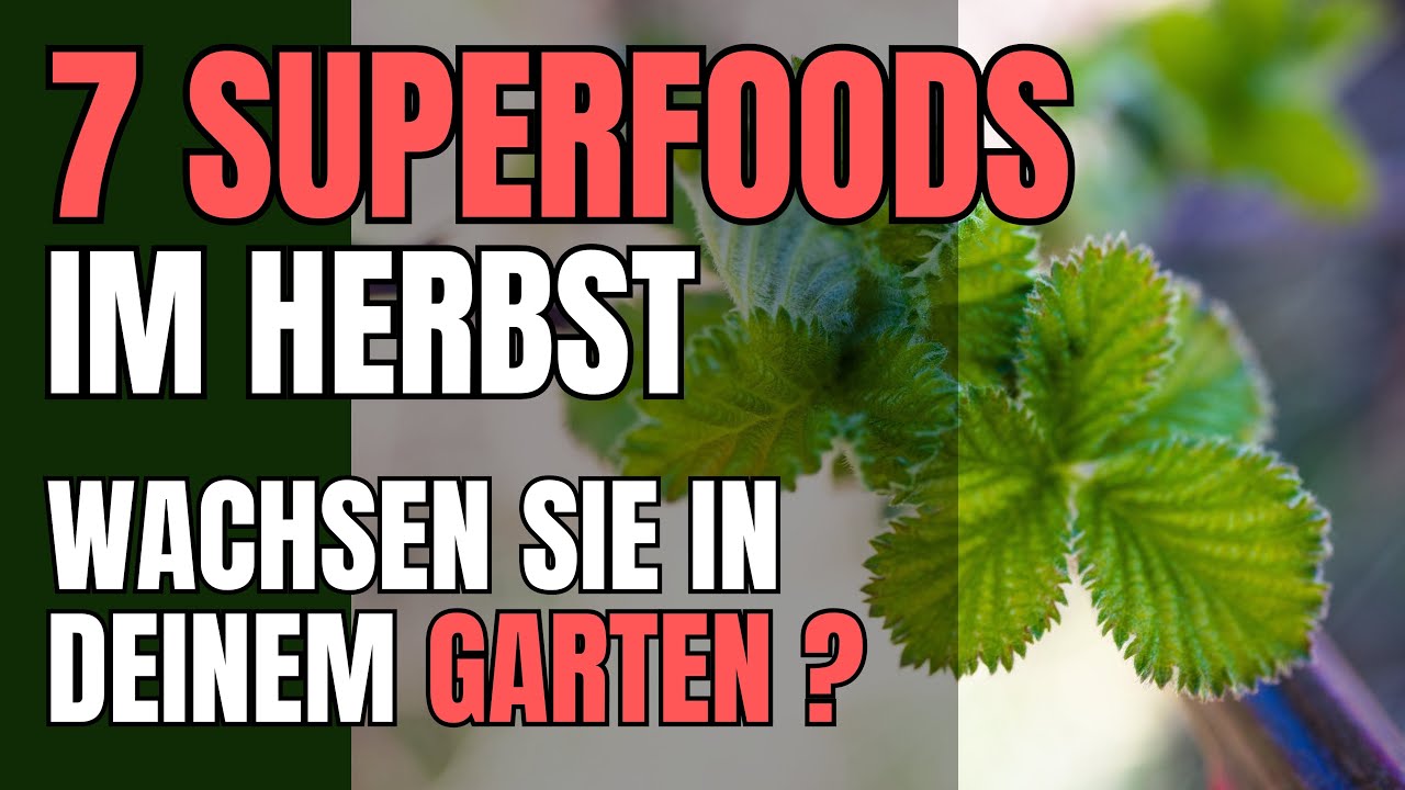Essbare Wildpflanzen Herbst: Deine 7 Herbst Superfoods direkt vor der Tür!