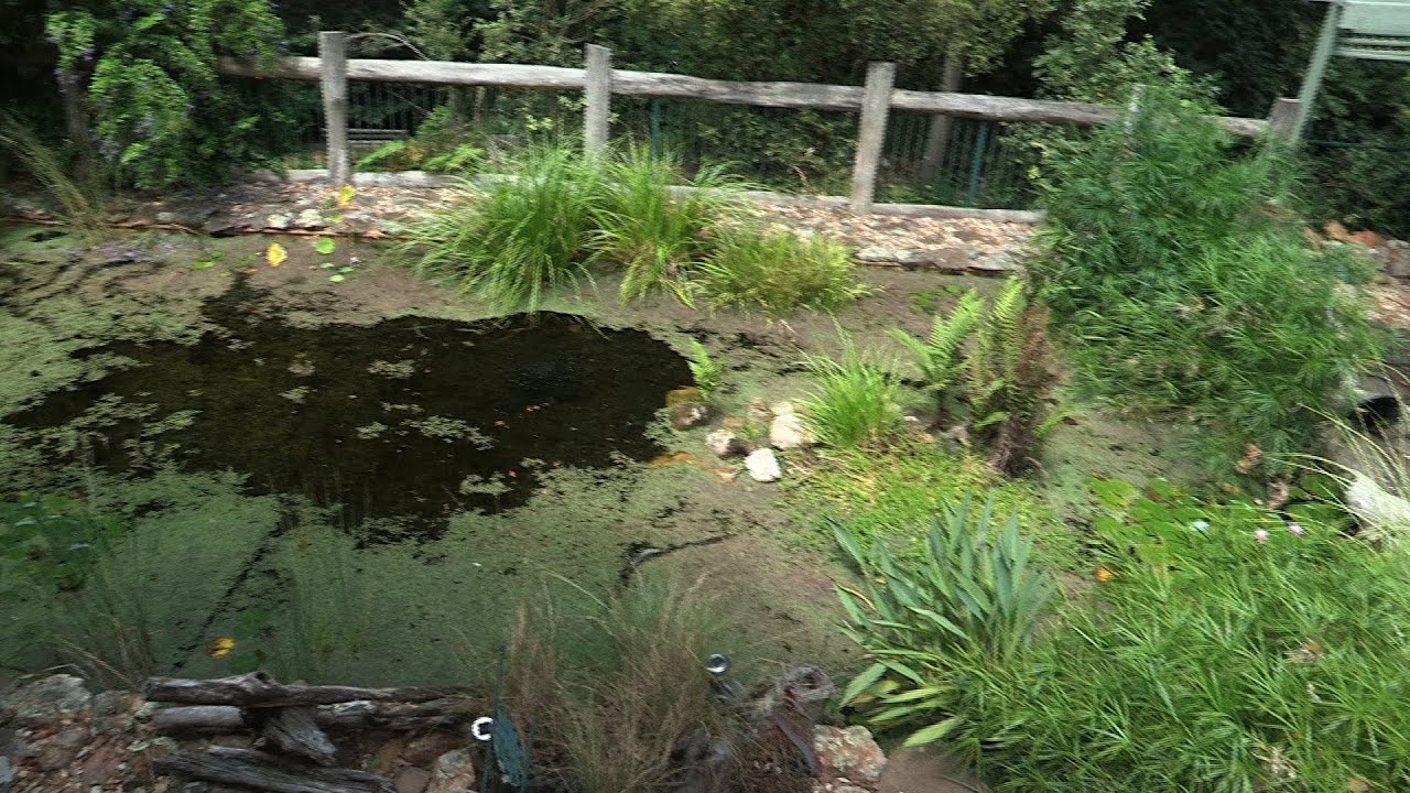 Building a Natural Pond from a Swimming Pool Ep 2