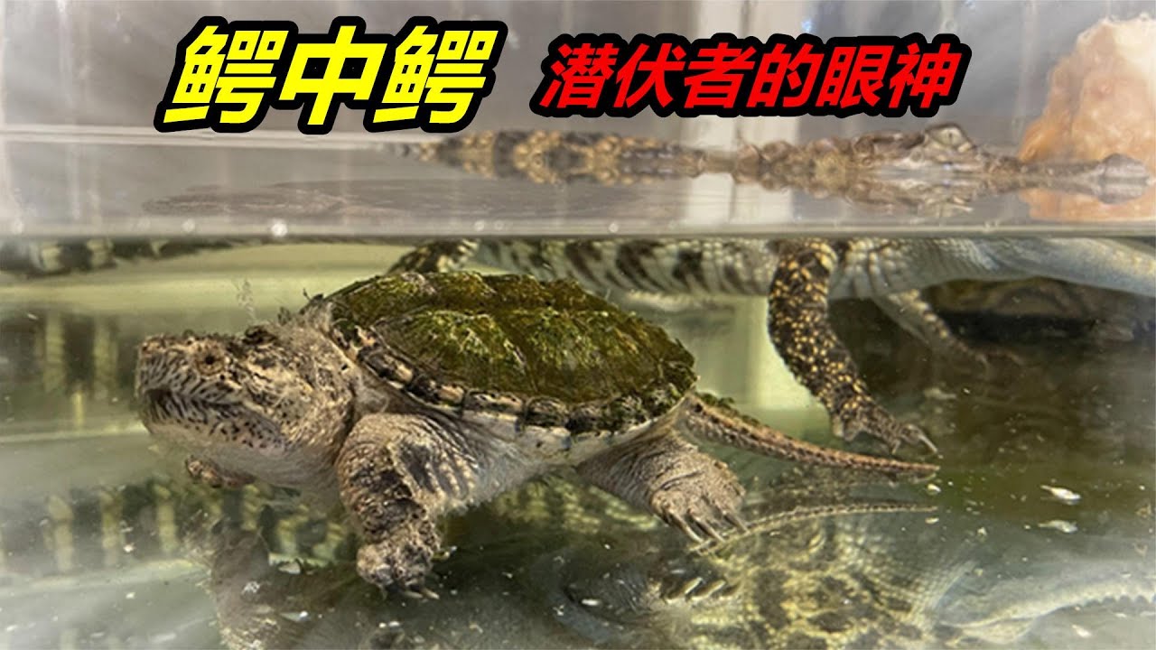 寵物鱷魚最好別養，長大一樣具備攻擊性，同樣野性十足