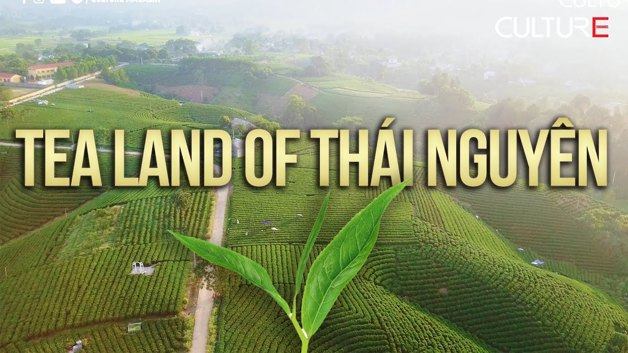 Khám phá đồi trà và cách làm trà nổi tiếng Việt Nam| Explore famous tea land of Thai Nguyen, Vietnam