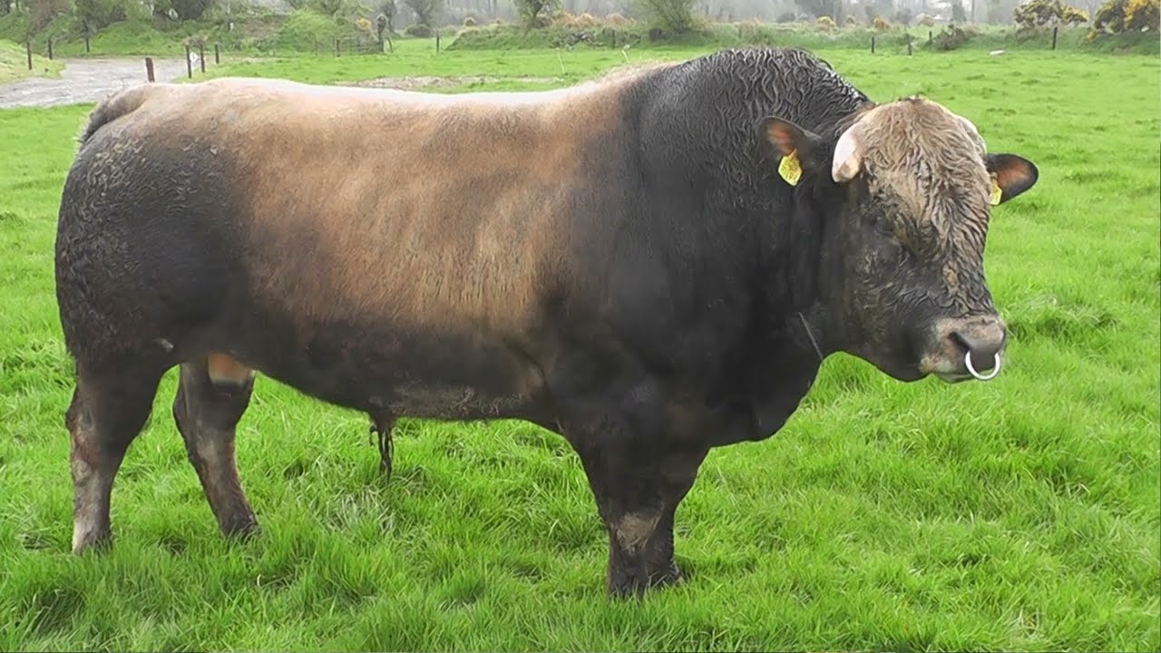 Visit To The Farm Of Shane & John Fitzgerald Portlaw