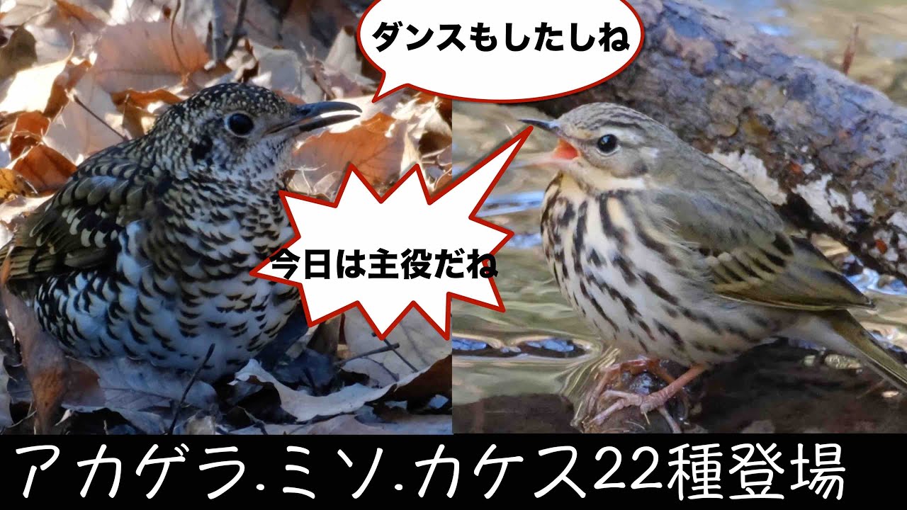 2月2日 トラツグミ+役者勢揃いの秋ヶ瀬公園探鳥