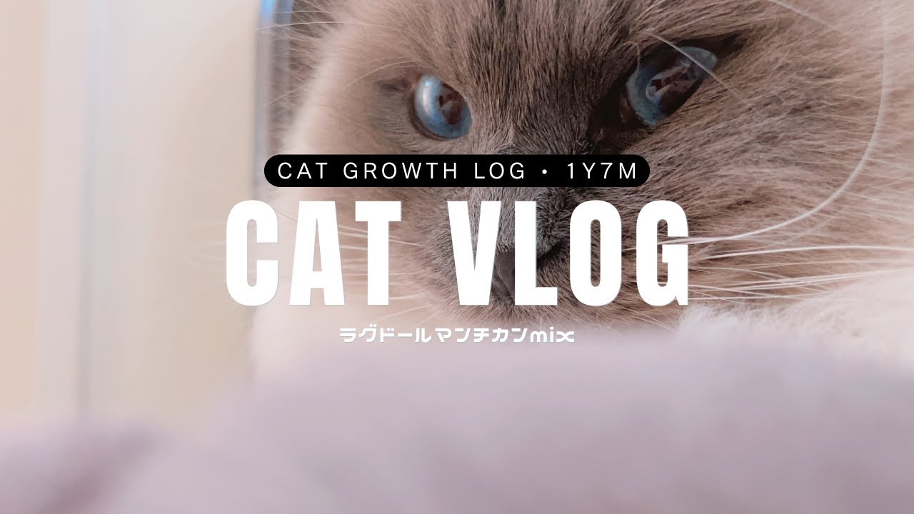 Life’s better with my cat ➳ 🐱💭✧˚₊猫がいる人生は最高です。