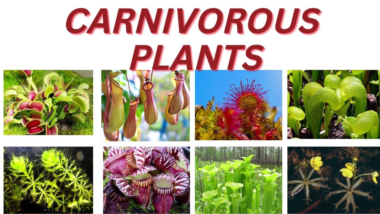 carnivorous plants/insectivorous plants/#carnivorousplants