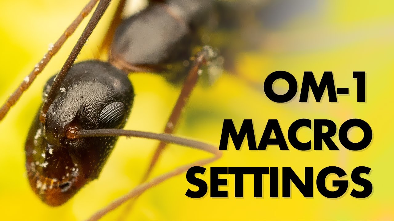 My Olympus Macro Photography Settings (OM-1)