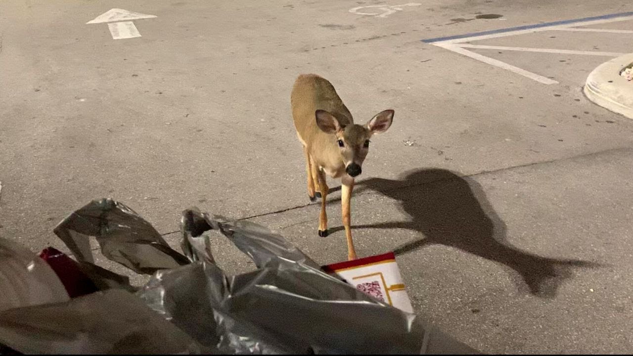 key deer sniffs my groceries 🦌 Florida Keys