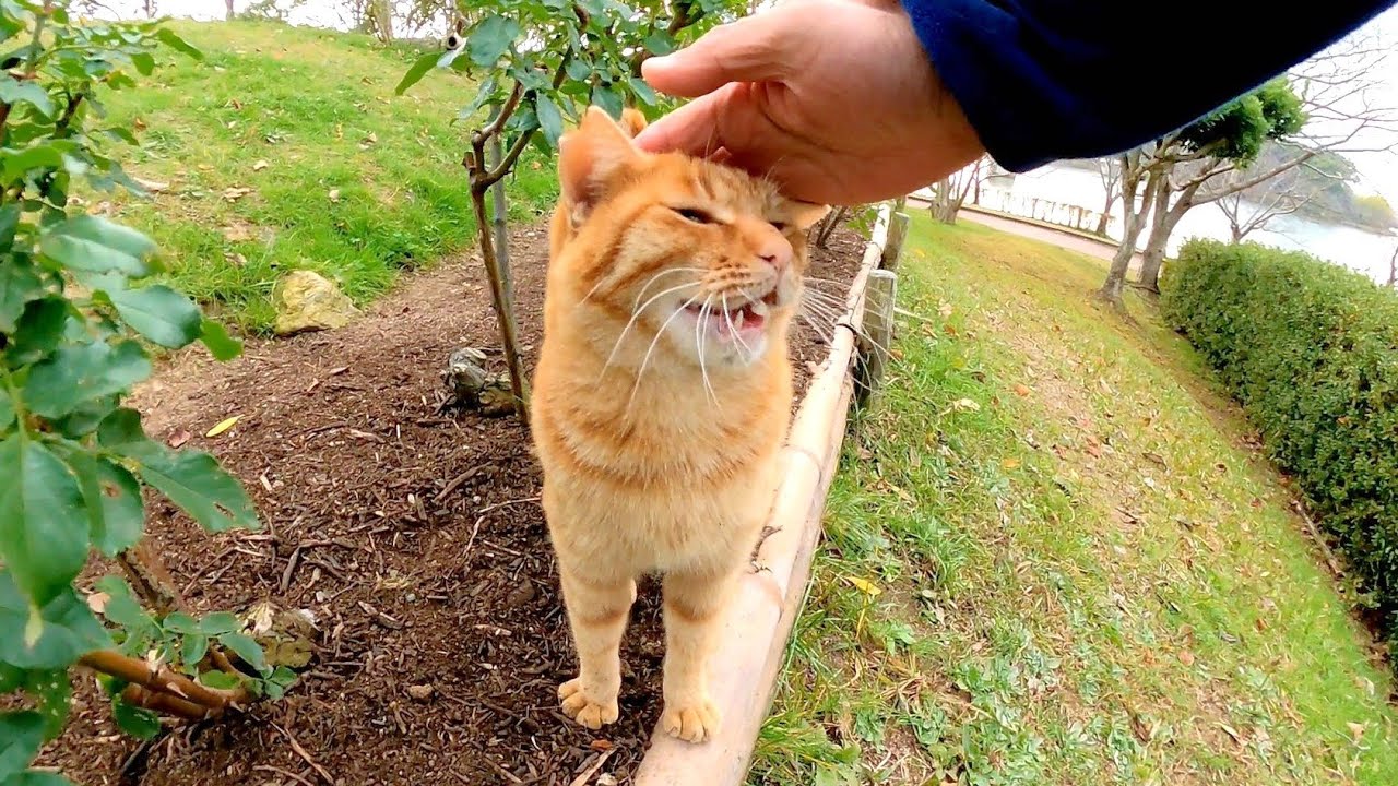 Бродячую кошку я встретил на клумбе в парке, даже скамейка пришла со мной