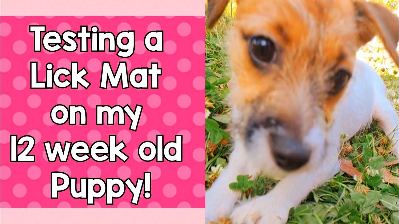 CUTE Puppy Reviews Kmart Anko Slow Eat Mat $8