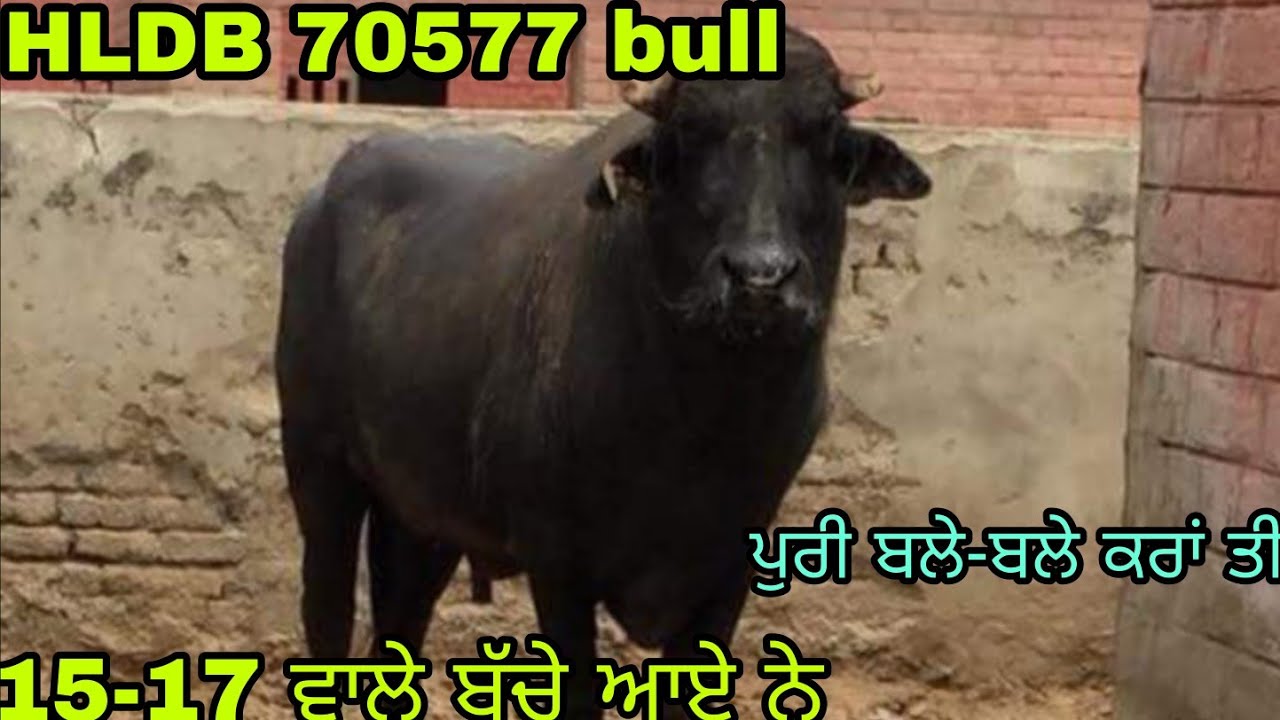 HLDB 70577 bull|hldb 70577 bull|#70577bull