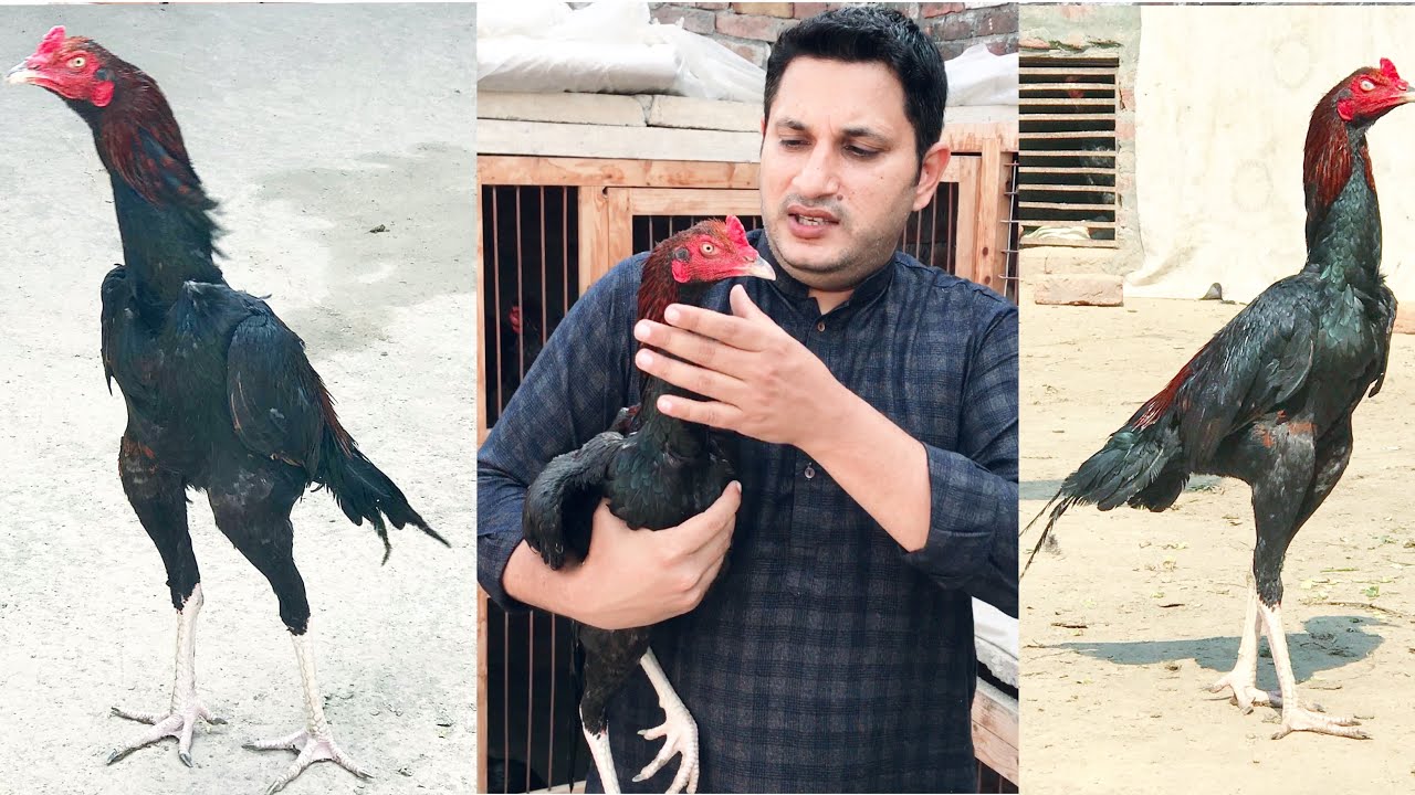 Kamaliya aseel pure ganju breed birds by Nadeem shah Aseel