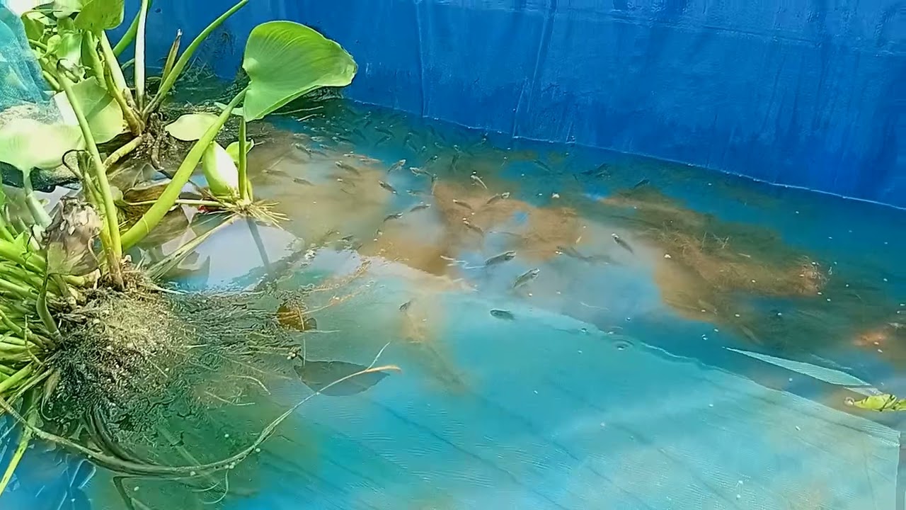 อายุปลานิลได้หนี่งอาทิตย์ถือว่าดีครับ