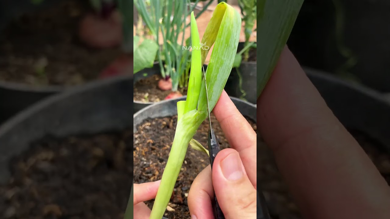 One more tips for gardening leeks at home, roots will be grow quickly, and easy grow #gardening