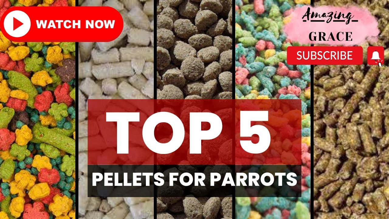 Top 5 Pellets For Parrots#parrotcare#parrotfood#healthylifestyle#parrotlover#parrotvideo#viral#vlogs