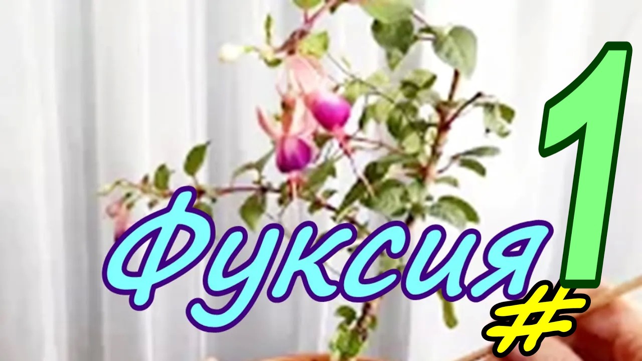 Фуксия/Fúchsia.  Май 2024