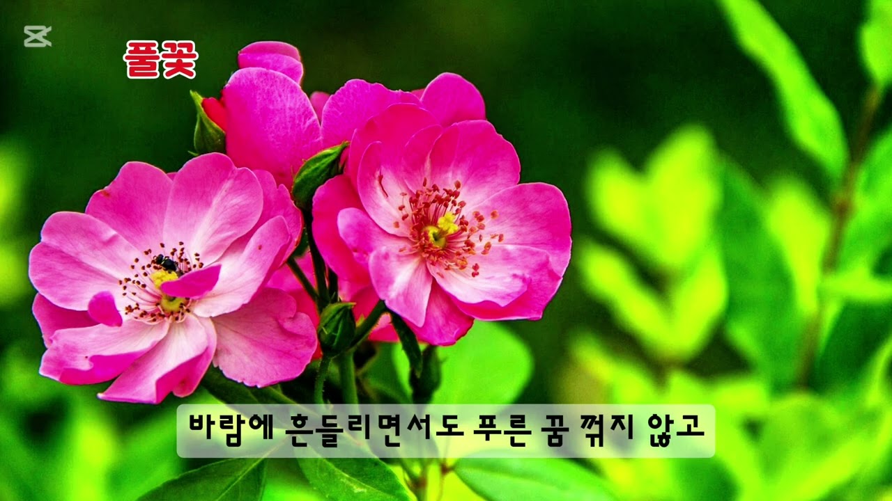 ■장성현가곡교실 [3020] 풀꽃 ♡이대의 시/송재철 작곡 