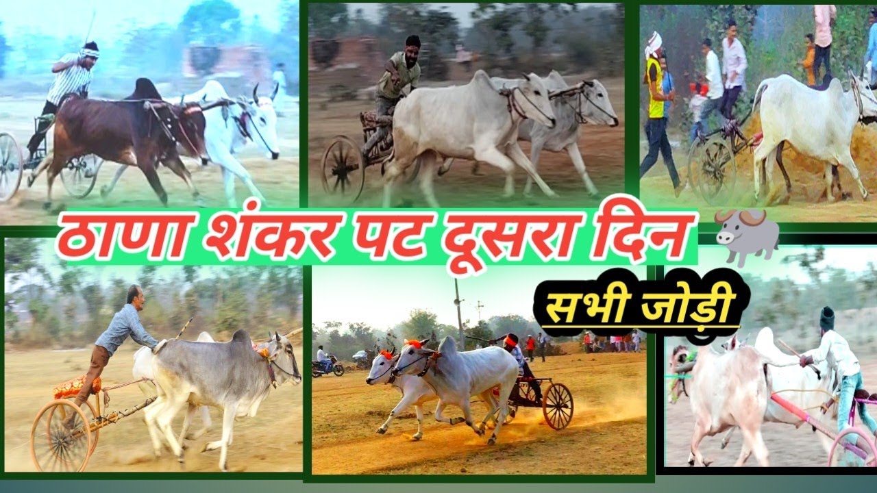 ठाणा शंकर पट दूसरा दिन की सभी जोड़ी #bailgadasharyat #shankarpat #thanashankarpat 