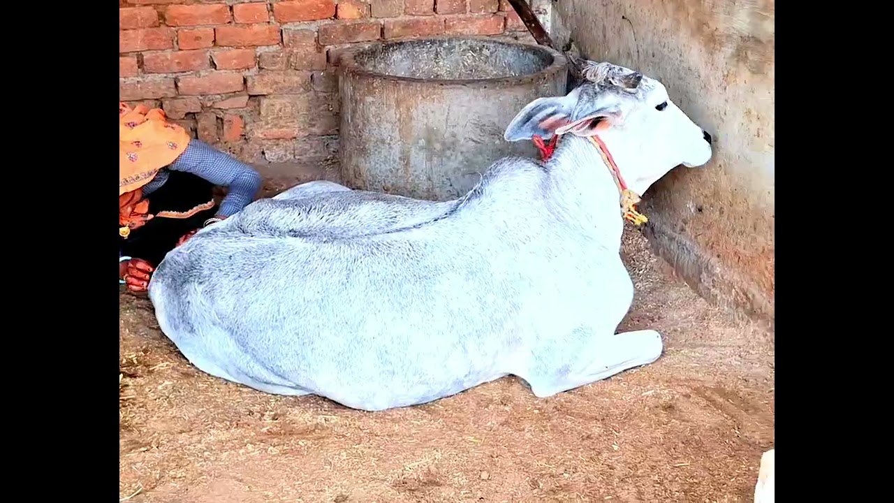इंसानों की भाषा को समझने वाली बहुत ही समझदार मेरी प्यारी गंगा,