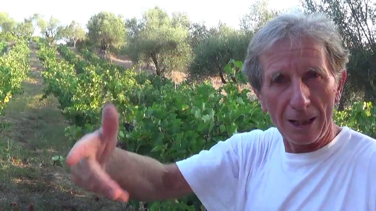 Τρύγος του αμπελιού!!!!