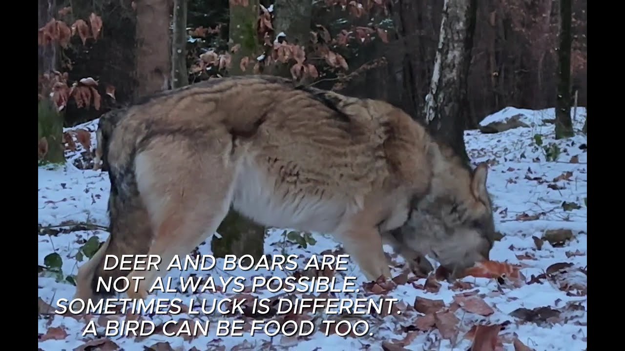 Wolf search ends with food🐺Поиск волка заканчивается добычей🐺