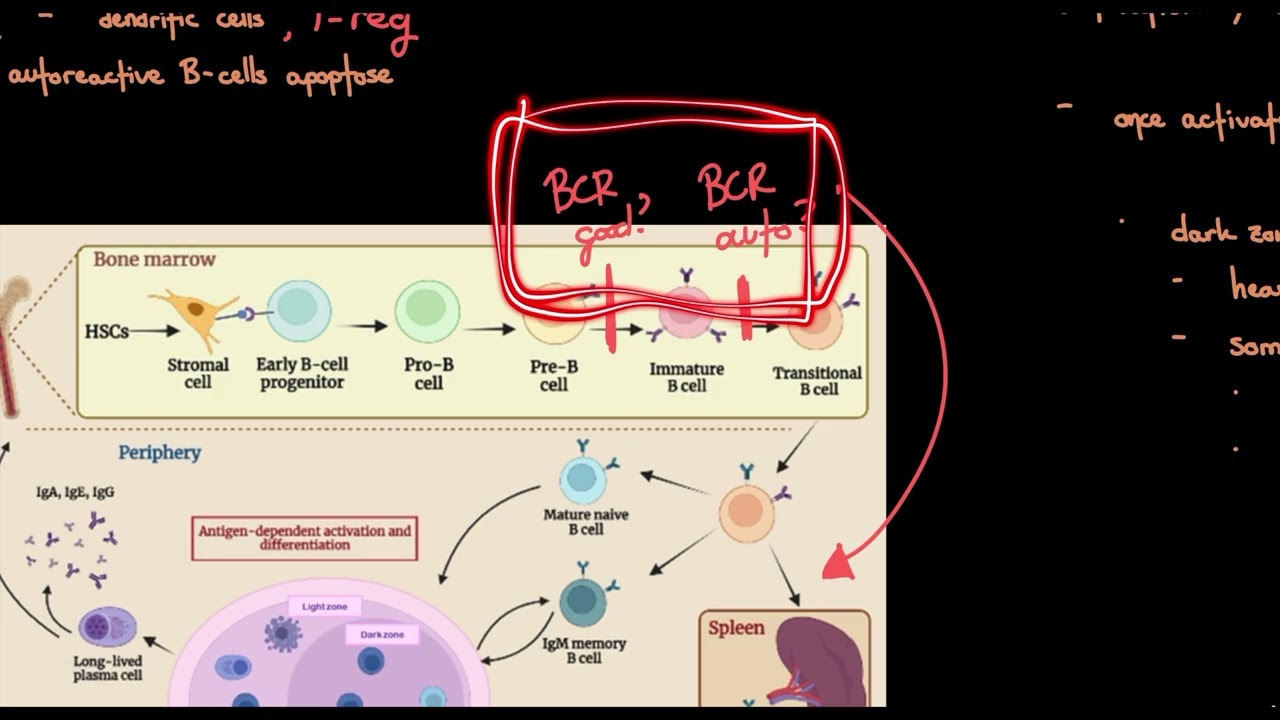 2.4 B-cell Development