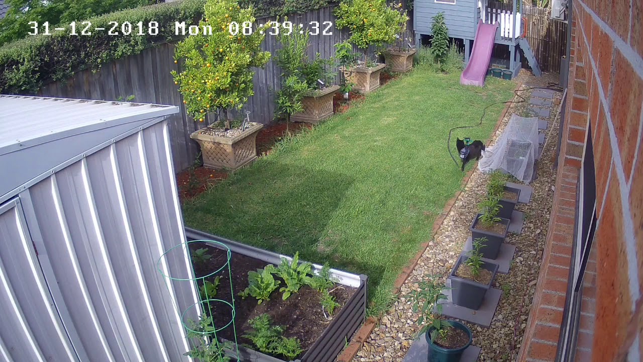 Best funny cats Water sprinkler videos