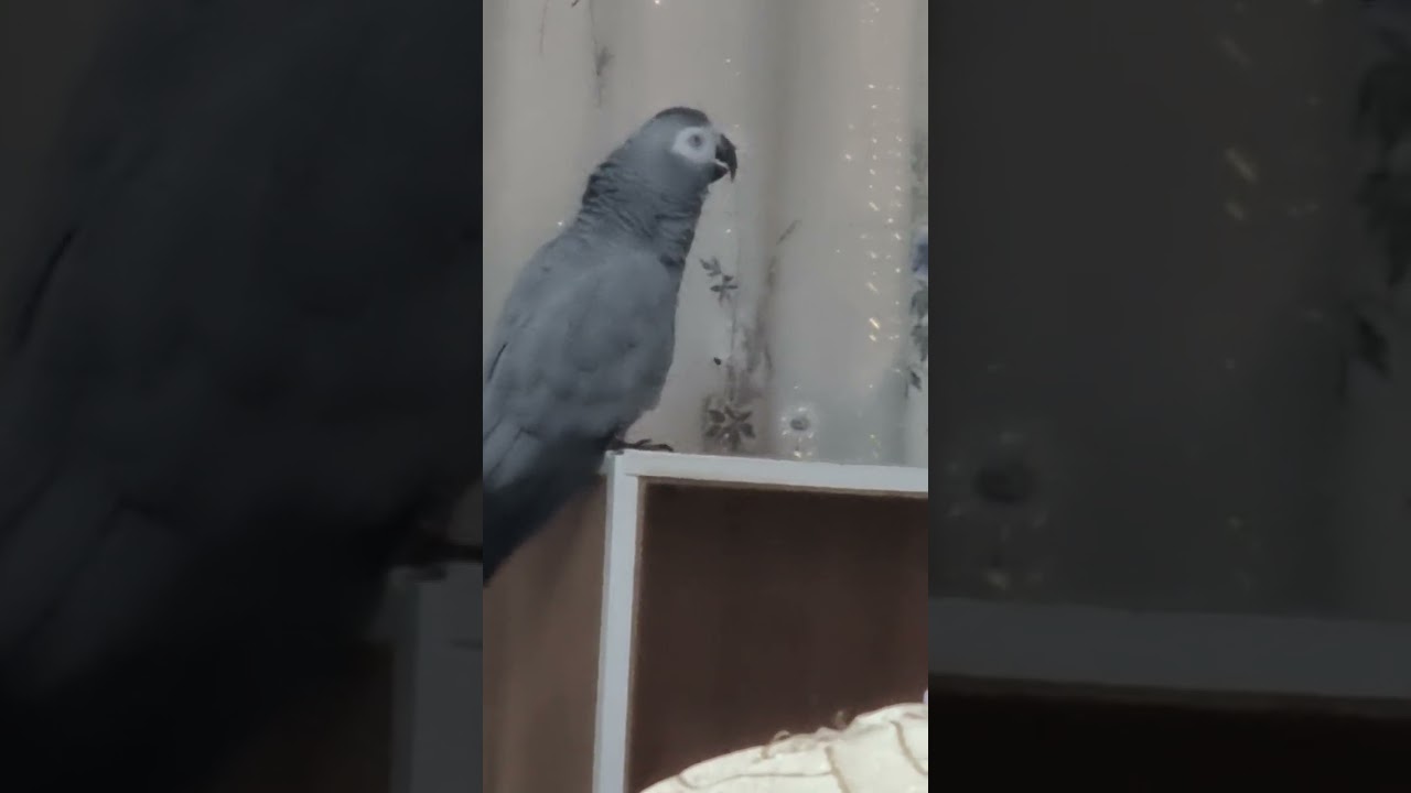 Стихи у нас ,,белые,,, а муха- мухочка жужит