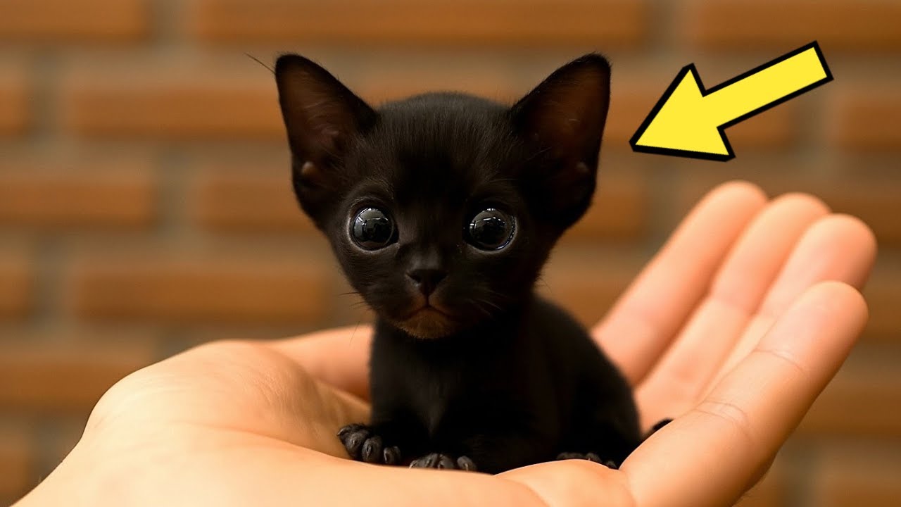Man Thinks He Saved a Puppy. When the Vet Sees It, He Turns Pale!