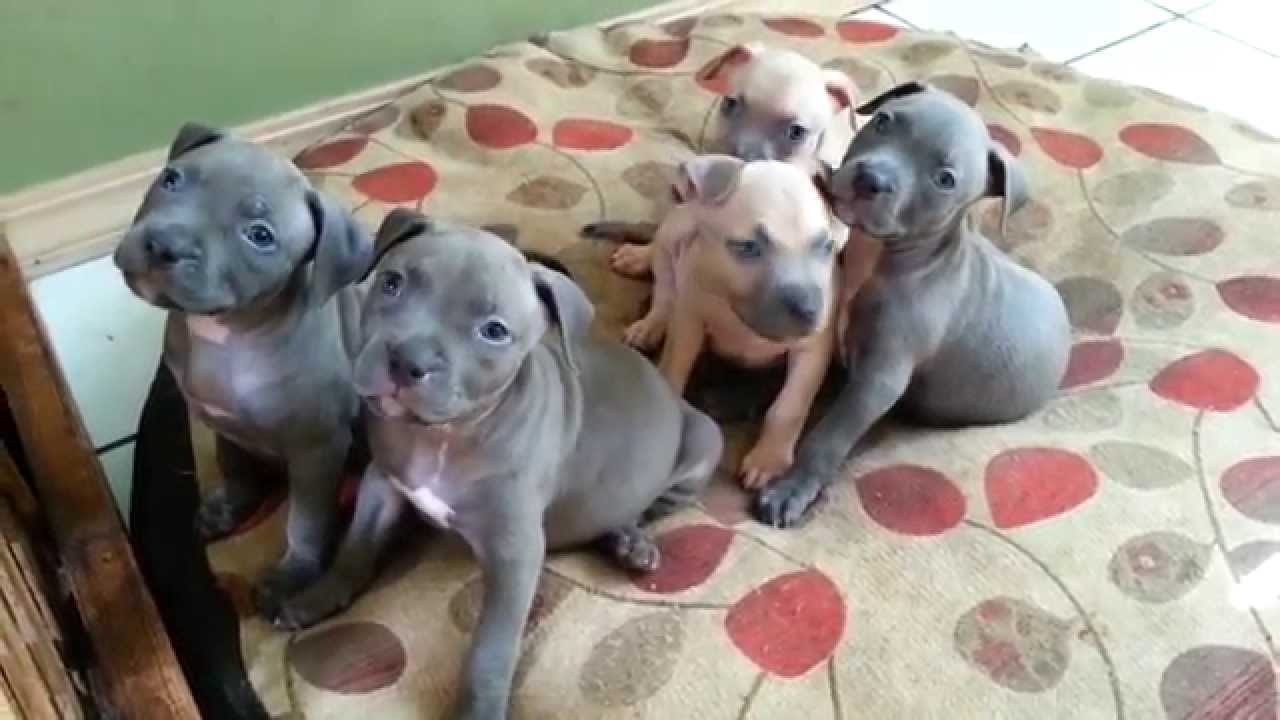 Pitbull puppies 6 weeks old