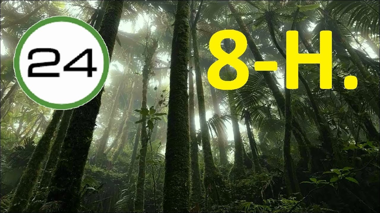 SONIDO de LLUVIA para DORMIR 8 HORAS🌴☔💧 Lluvia en la SELVA SIN Truenos cambiando de SUAVE a FUERTE